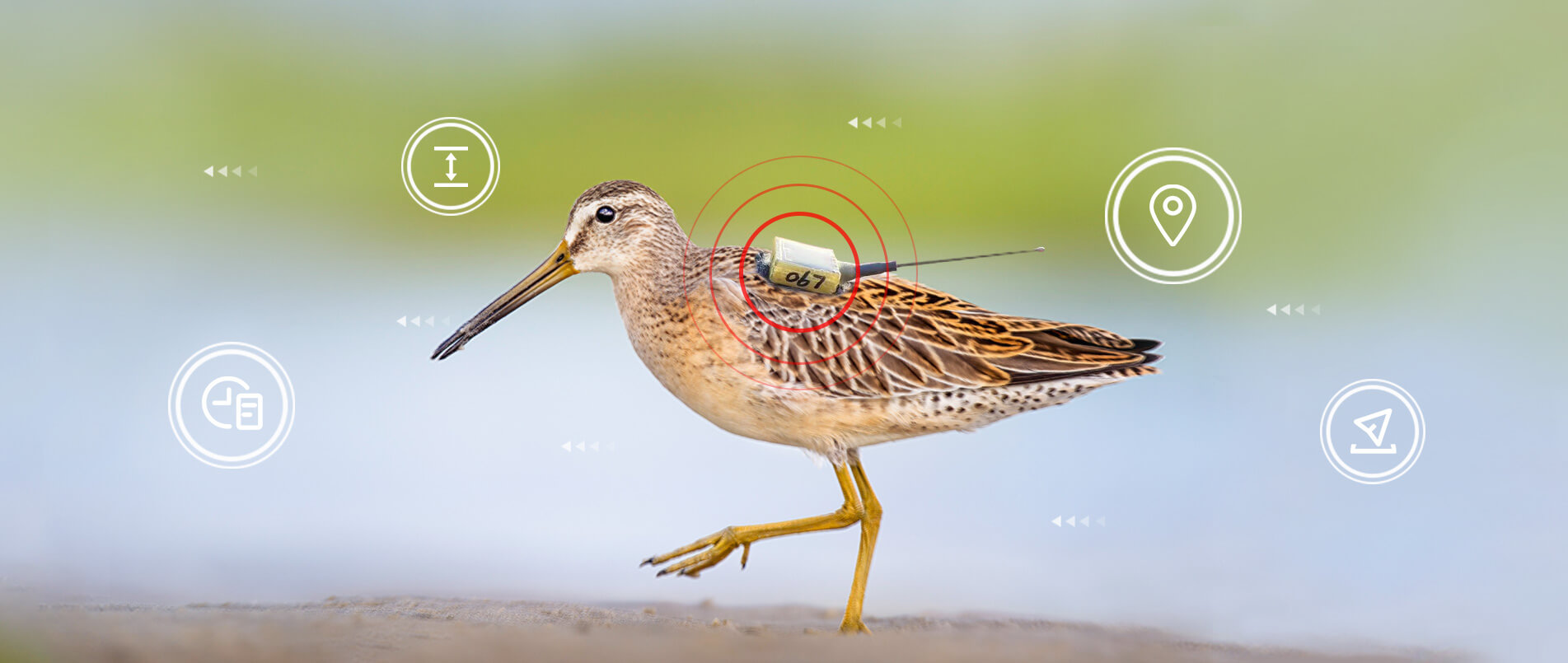 hjc黄金城官网物联网整体解决方案，助力小型鸟类实现全球追踪